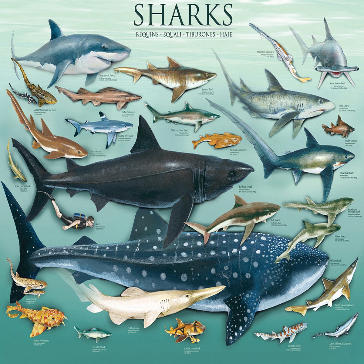 sharks